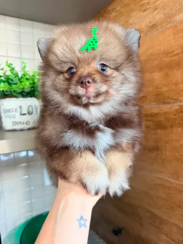 Lindos machinhos de Spitz alemão