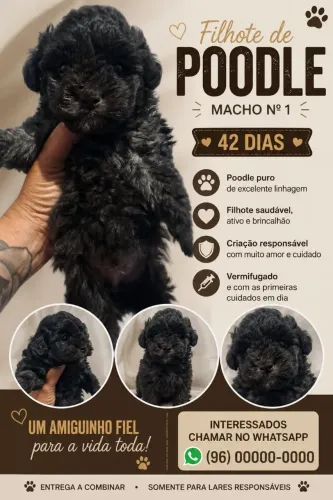 Vendo filhote de poodle n°1.