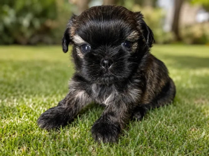 Lindos shihtzu legítimos