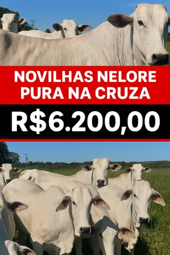 ? NOVILHAS NELORE PURA NA CRUZA - PRONTAS PARA PRODUZIR