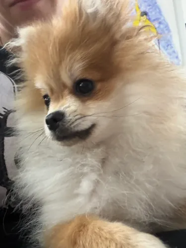 Spitz alemão micro 