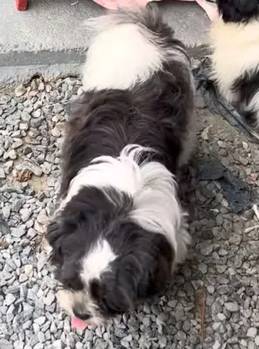 Cachorro Shih Tzu