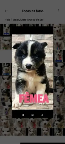 Husky Siberiano 