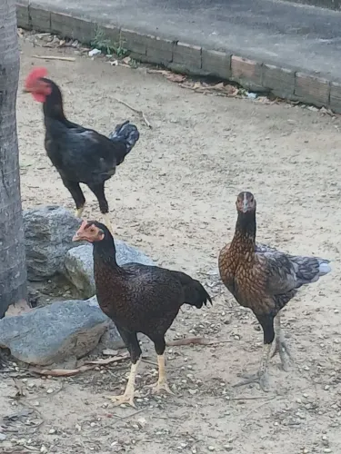Galinhas