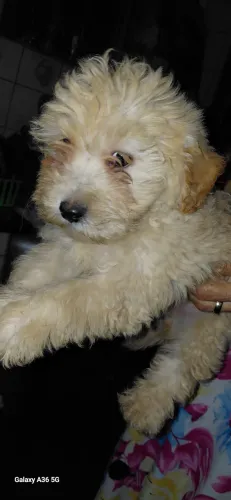 Vendo filhotinho de poodle n 01