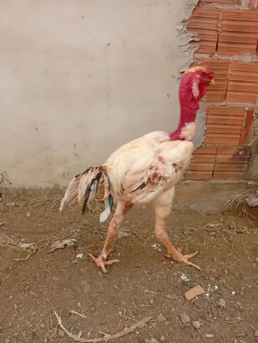 Galo Pescoço Pelado Gigante 