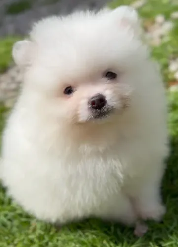 Lulu da Pomerânia Spitz alemão Filhotes