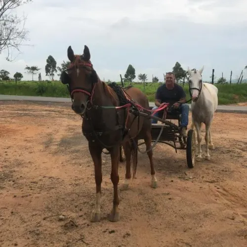 Cavalo é égua