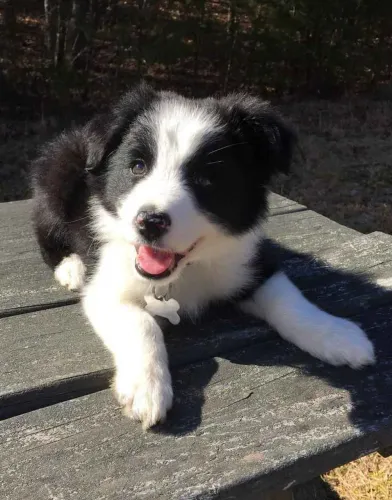 Filhote border collie, Dê um lar para um filhotinho e ganhe um amigo para sempre!