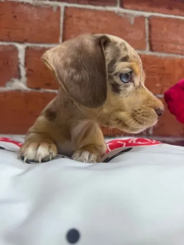 dachshund com documentação
