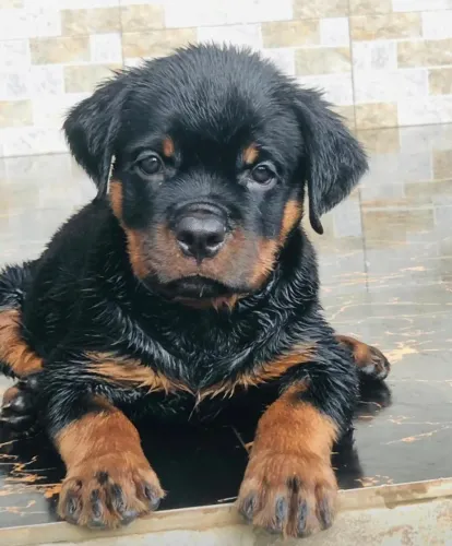 Filhotinhos rottweiler dócil com contrato e garantia de saúde