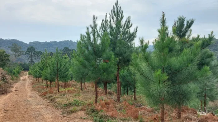 FAZENDA com 2 dormitórios à venda com 2134440m² por R$ 7.849.000,00 no bairro TUNAS - TUNA