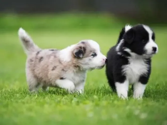 border collies