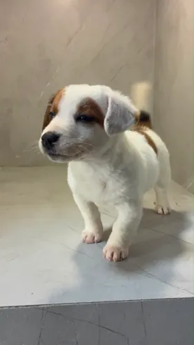Jack Russell Terrier fêmea