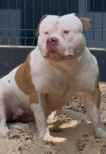 Pitmoster
