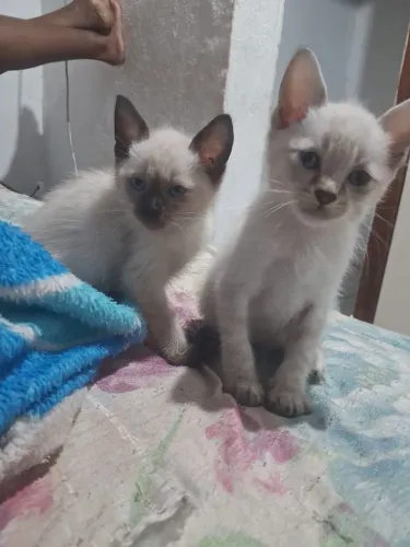 Filhote de gato