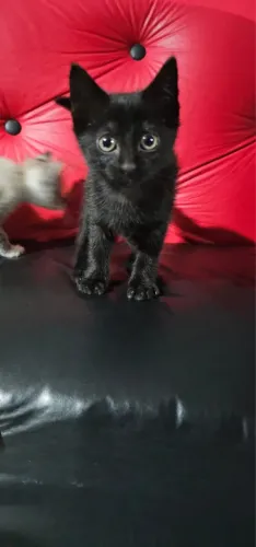 Doa-se linda filhote de Gato