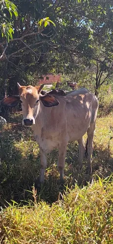 Vaca Jersolanda - negociar !