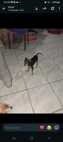 Vendo pincher n. 0 pai e mar 0 500 reaisfaz 2 meses dia 17