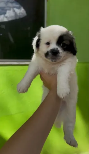 Filhote de lhasa apso macho e fêmea 