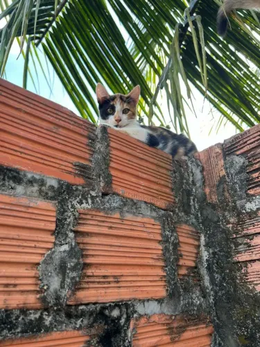 Doação 