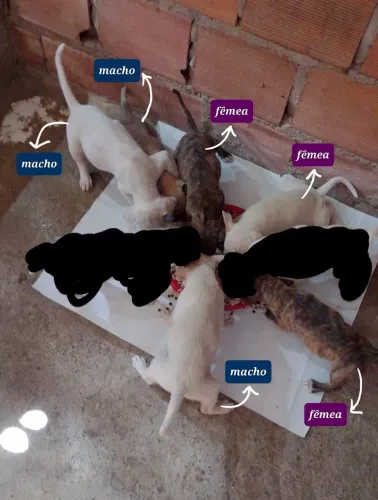 doação cachorros filhotes