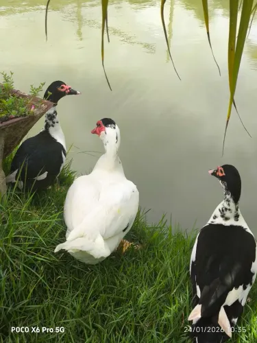 Patos adultos - macho e fêmea - criação saudável