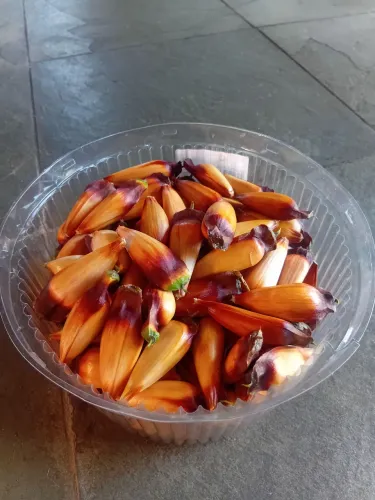 Pinhão 1kg 