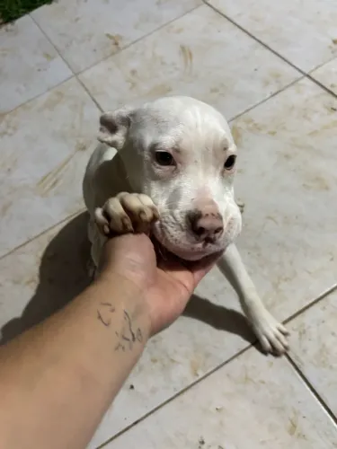 Doação filhote de pitbull