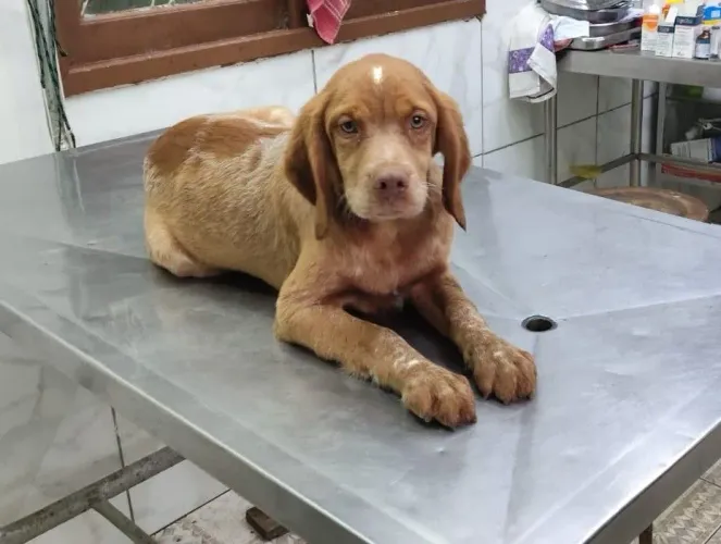 Spaniel bretão filhotes 
