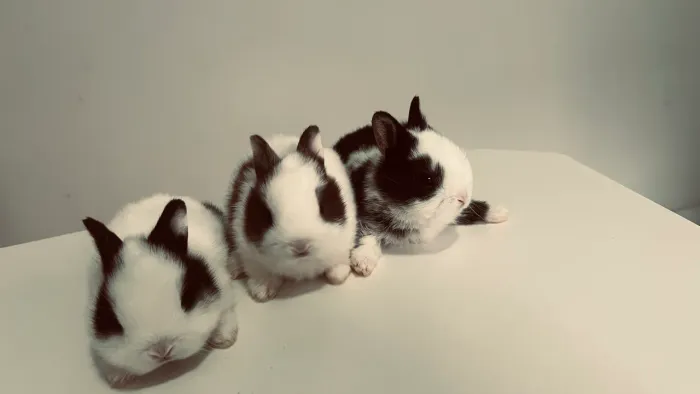 Filhotes de coelhos Netherland Dwarf