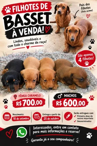 Filhotes de Basset 