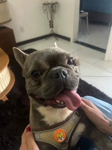 Cachorro buldogue 