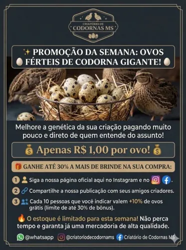 Codornas vivas, abatidas, ovos férteis, ovos consumo e pintinhos