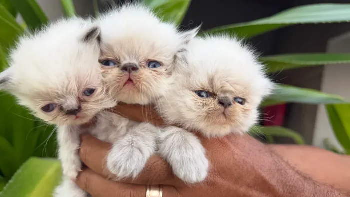 Pets