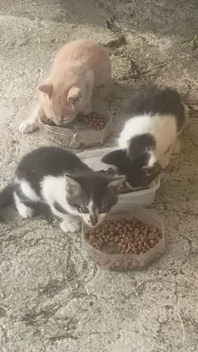 DOAÇÃO 2 GATINHOS