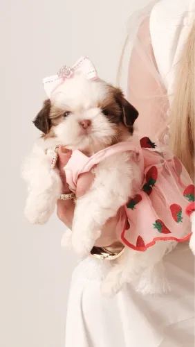 Shihtzu micro 