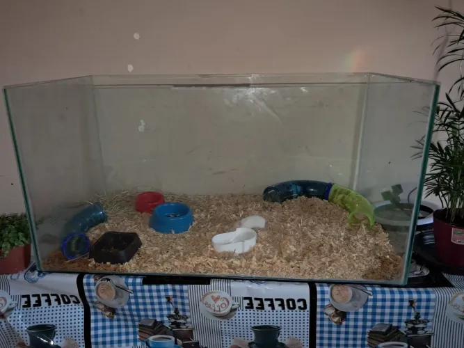 Vende-se terrario dr vidro para roedores pequenos 