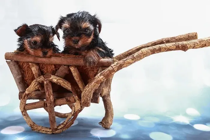 Yorkshire Filhote Para Quem Sonha Com Um Pequeno Companheiro