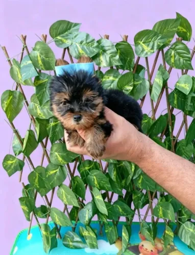 Yorkshire Terrier Miniatura
