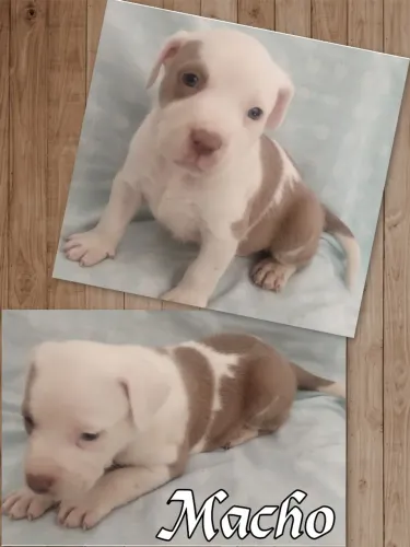 Filhotes de Pitbull.