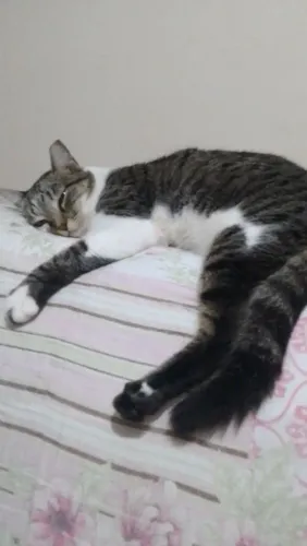 Gata adulta castrada