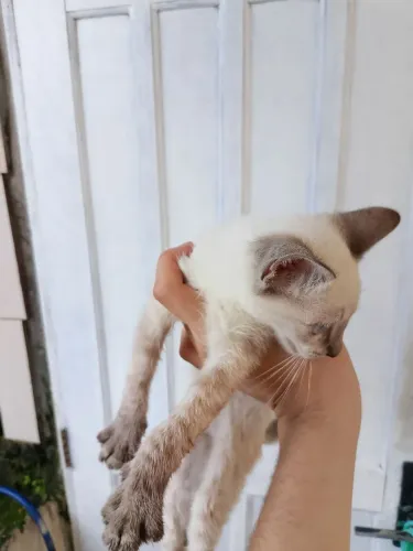 Adoro gato siamês 