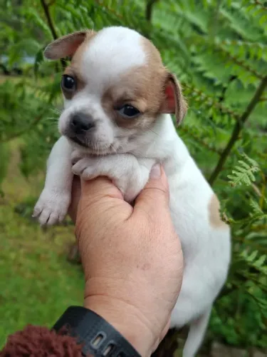 Chihuhaua femea e macho lindos