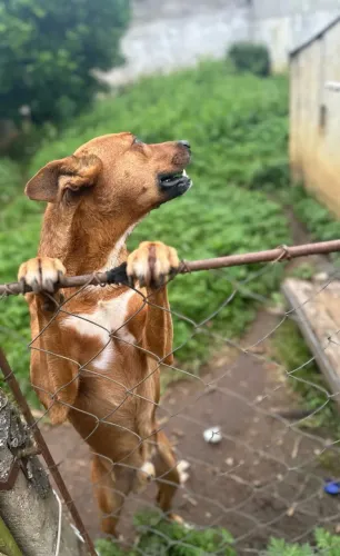 Cachorro 