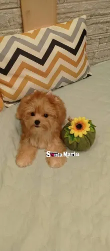 Femea filhote maravilhosa Yorkshire Terrier GoldDust micro miniatura adestrada pedigree