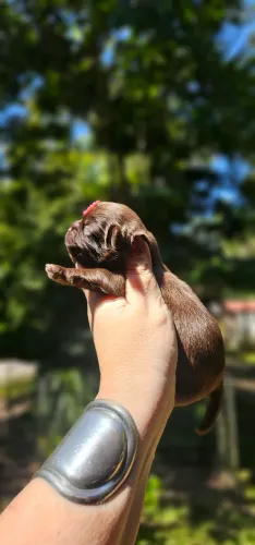Shih-tzu femea Chokolatinha