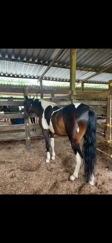 Cavalo pampa