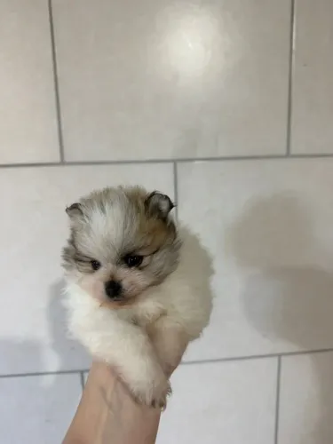 Macho Spitz Alemão - Lulu da Pomerânia