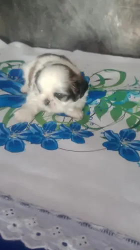 filhotes de shih tzu a venda
